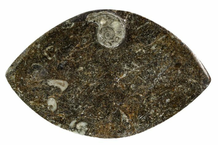 Wide, Fossil Goniatite Dish - Morocco #106707